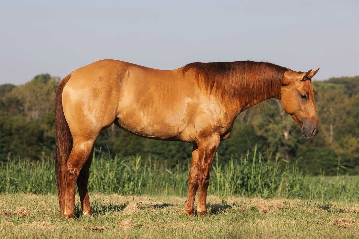 Horse brokering at Swartz Performance Horses