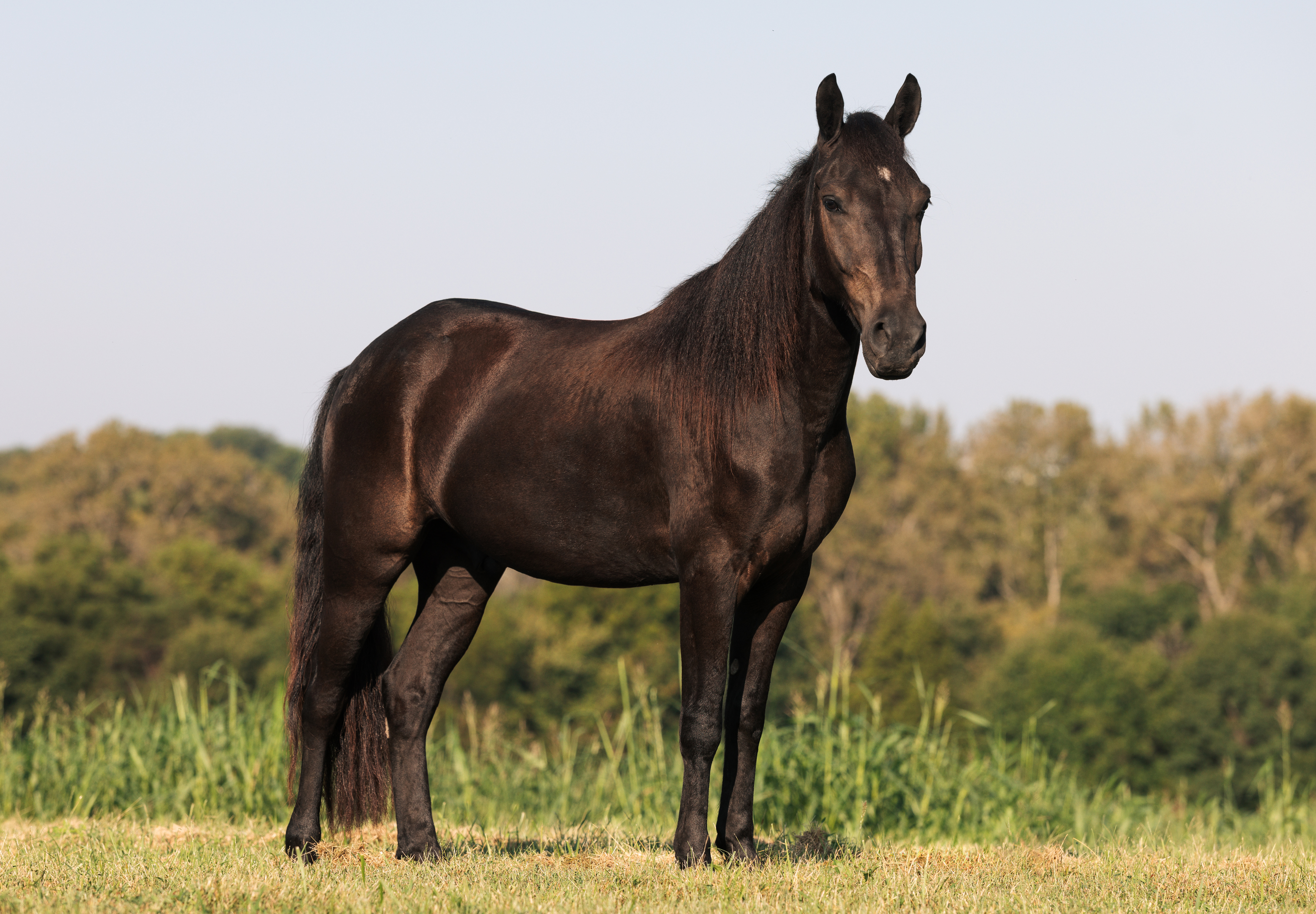 Mongo, 2023 black Friesian-pony cross gelding
