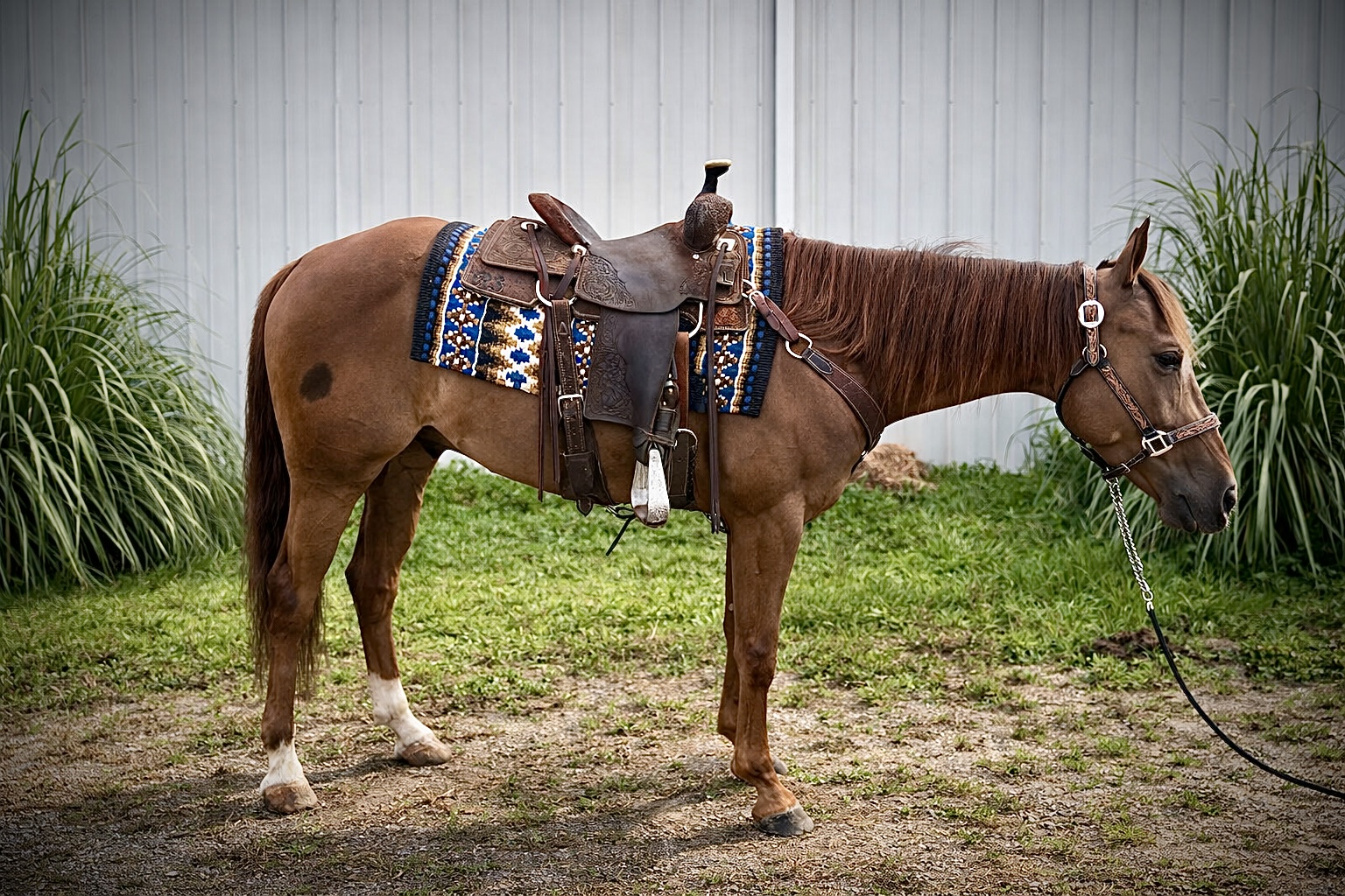 Smooth Oaks Cat (Oakley), 2021 chestnut AQHA gelding, saddled