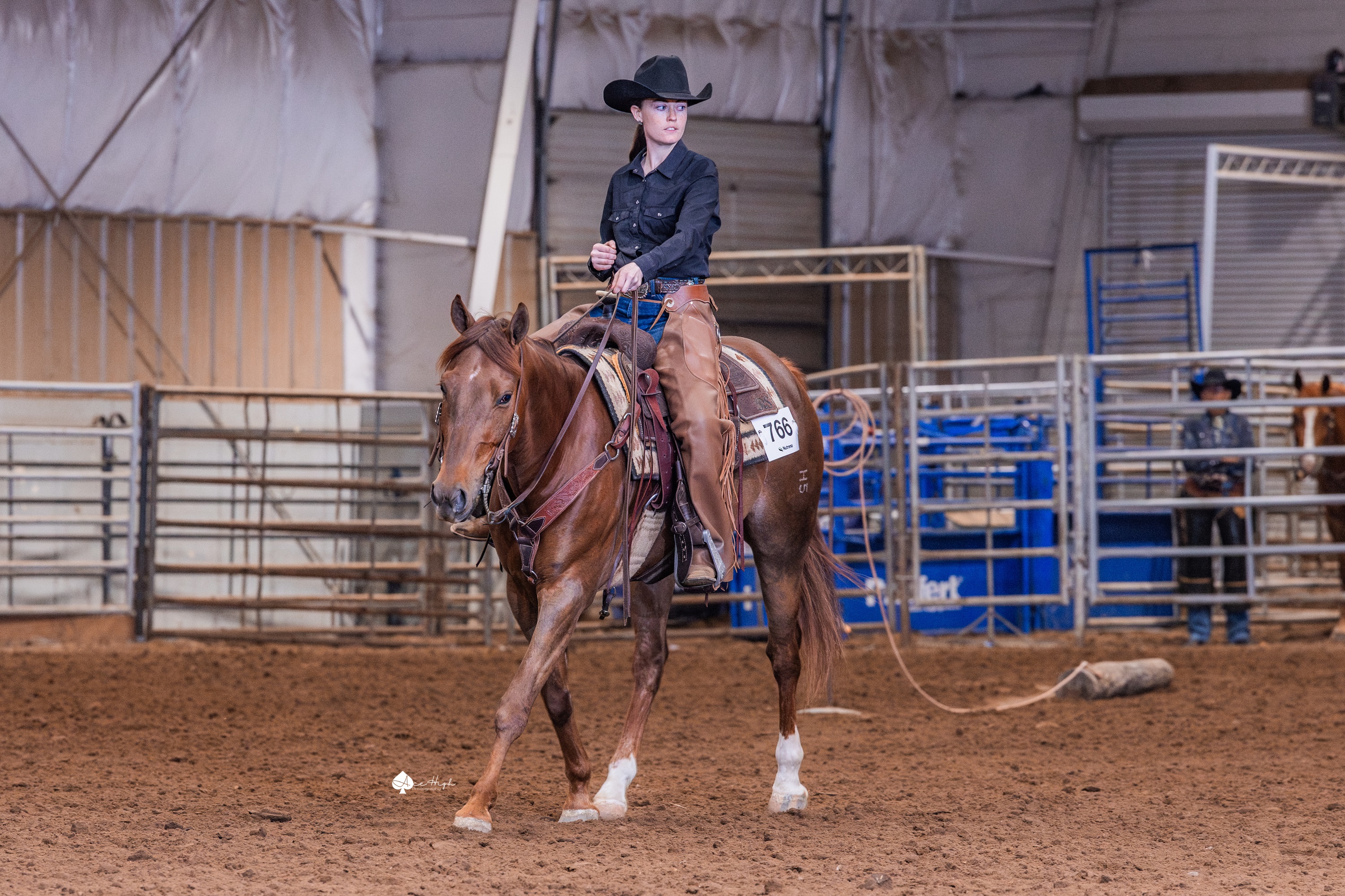 Showing horses