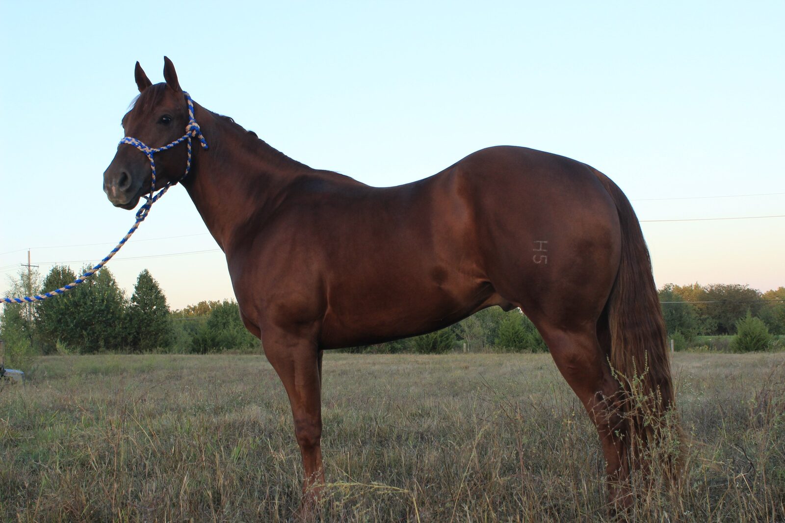 Quarter horse standing in pasture